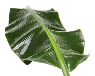 Fresh green banana tree leaf isolated on white