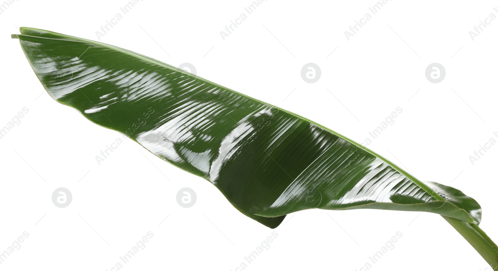 Photo of Fresh green banana tree leaf isolated on white