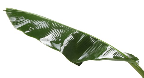 Photo of Fresh green banana tree leaf isolated on white