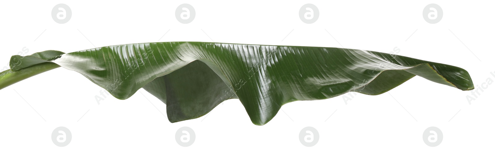 Photo of Fresh green banana tree leaf isolated on white