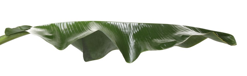 Fresh green banana tree leaf isolated on white