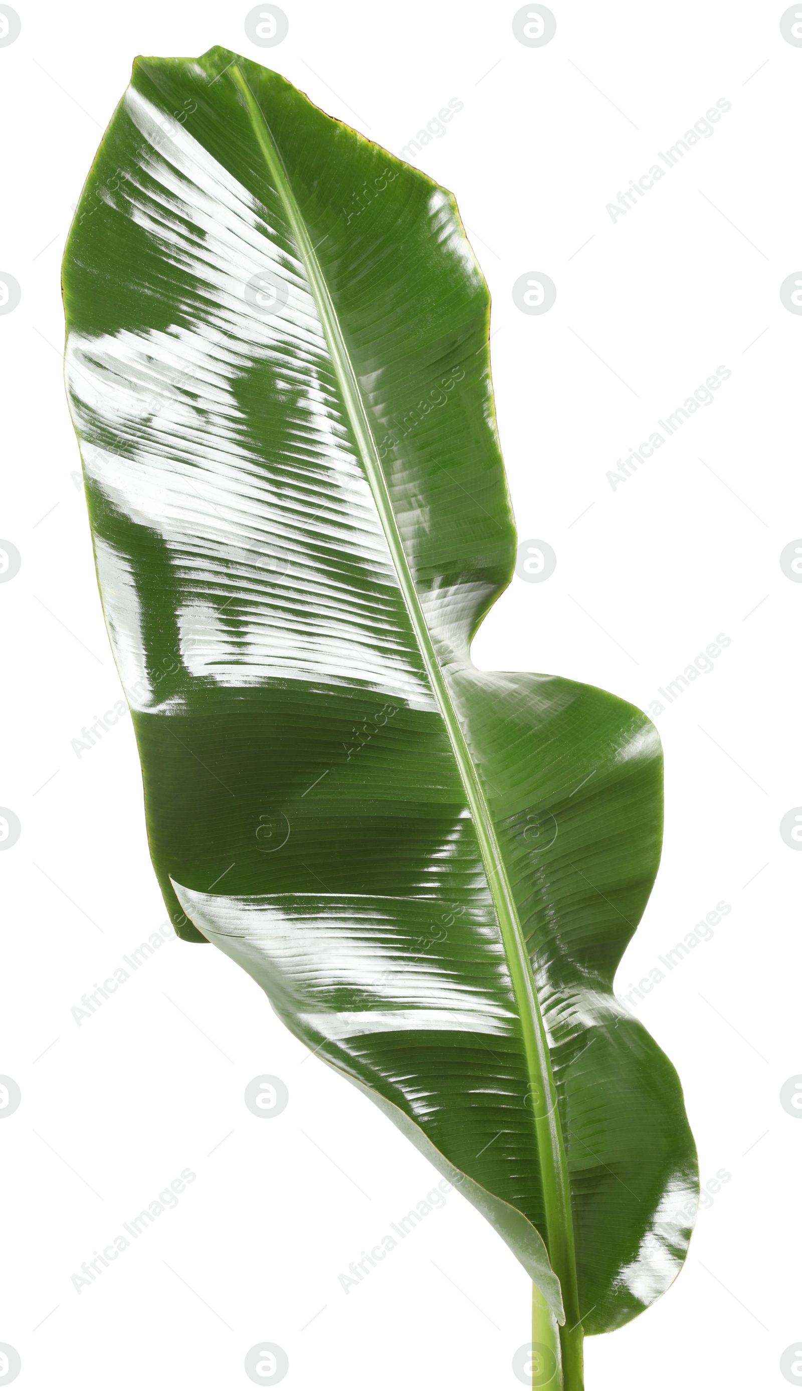 Photo of Fresh green banana tree leaf isolated on white