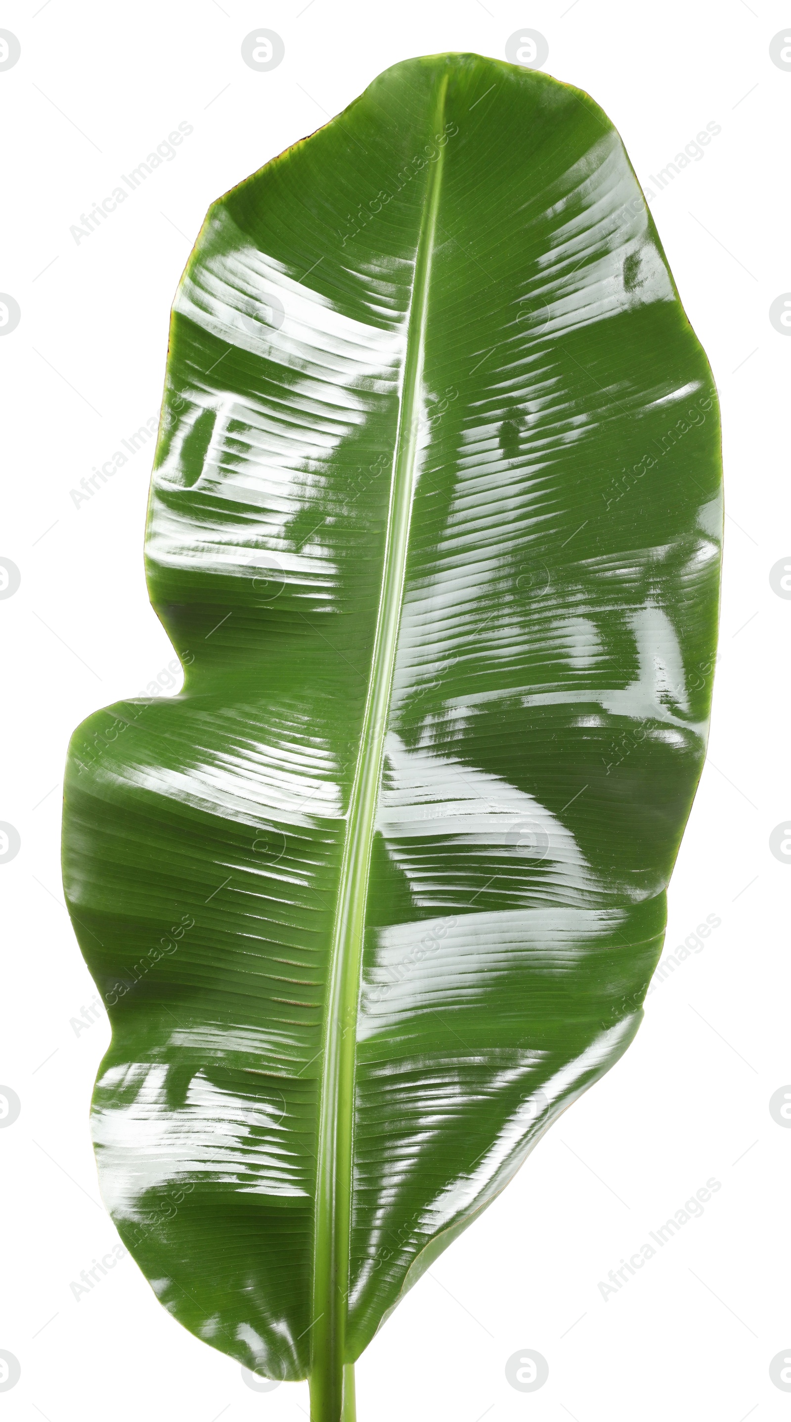 Photo of Fresh green banana tree leaf isolated on white