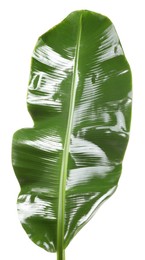 Fresh green banana tree leaf isolated on white