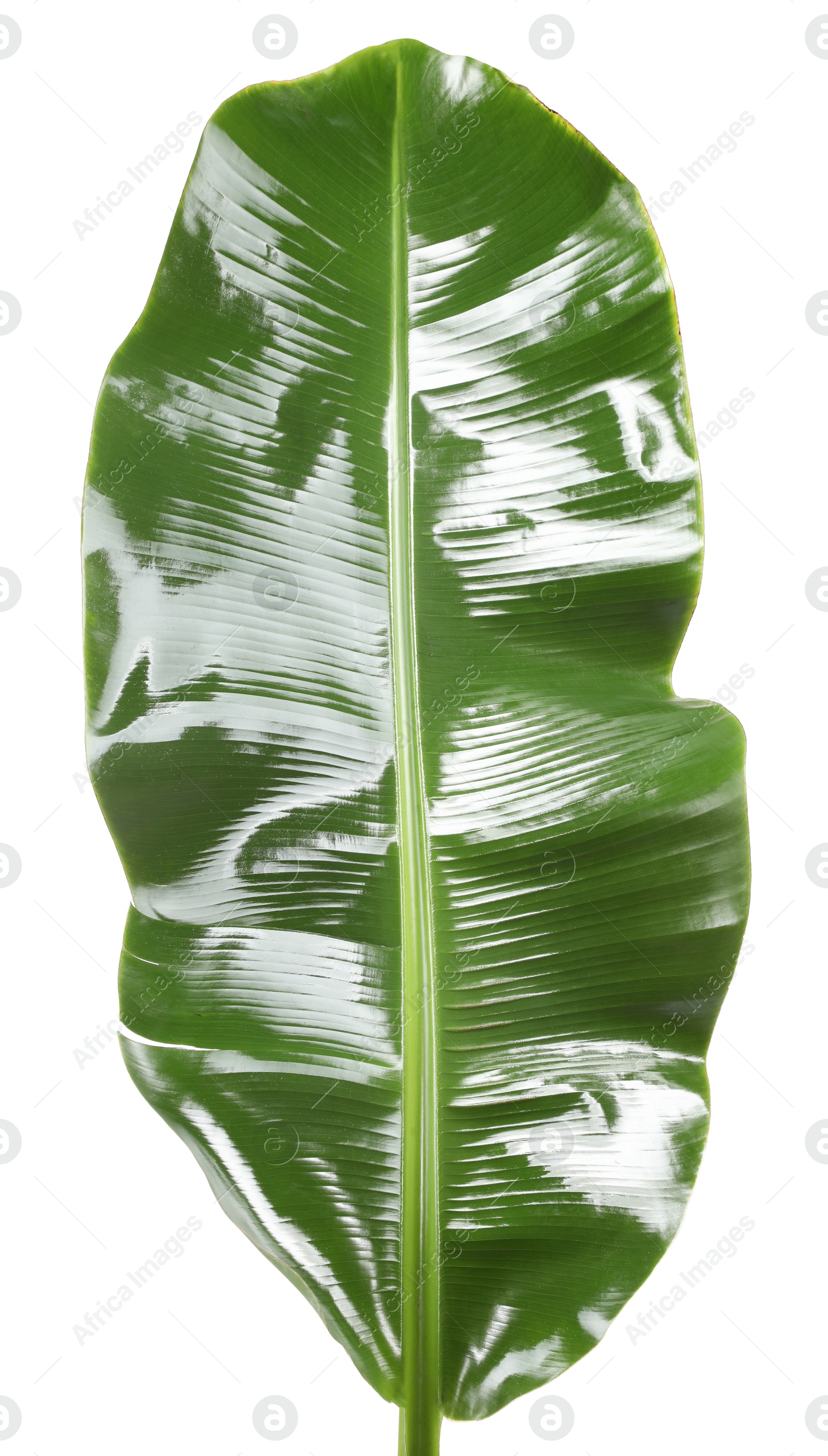 Photo of Fresh green banana tree leaf isolated on white