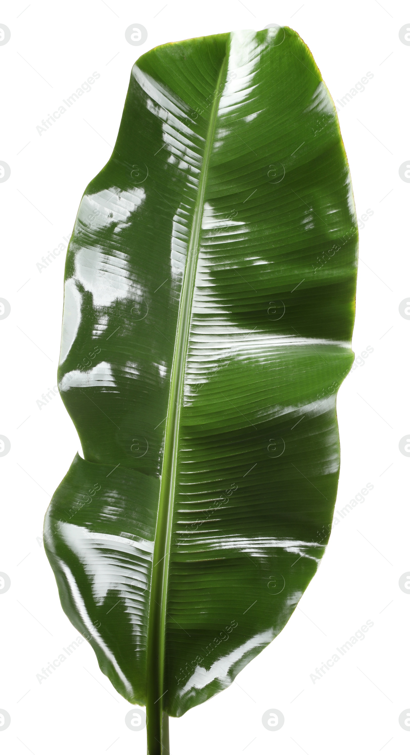 Photo of Fresh green banana tree leaf isolated on white