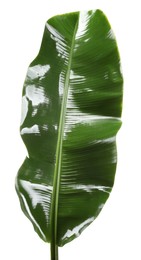 Fresh green banana tree leaf isolated on white