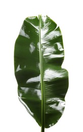 Photo of Fresh green banana tree leaf isolated on white