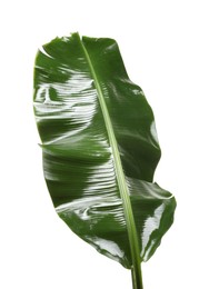 Fresh green banana tree leaf isolated on white