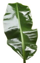 Photo of Fresh green banana tree leaf isolated on white