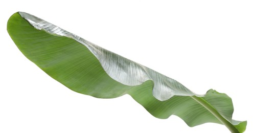 Photo of Fresh green banana tree leaf isolated on white