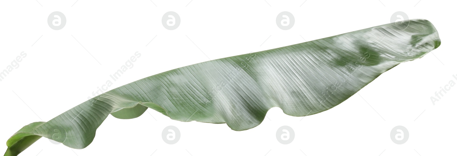 Photo of Fresh green banana tree leaf isolated on white