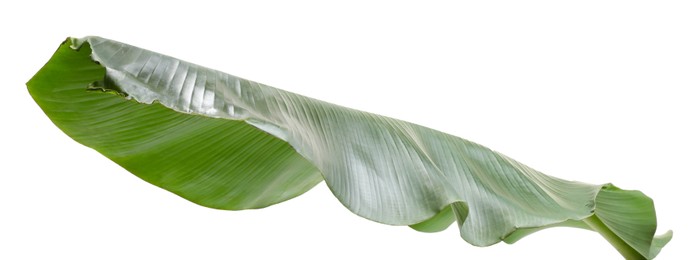 Photo of Fresh green banana tree leaf isolated on white