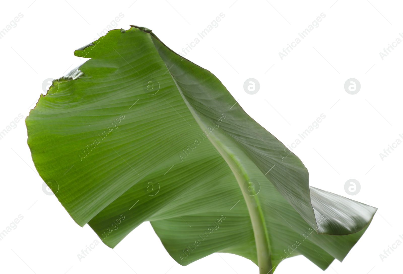 Photo of Fresh green banana tree leaf isolated on white