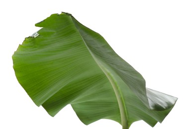 Fresh green banana tree leaf isolated on white