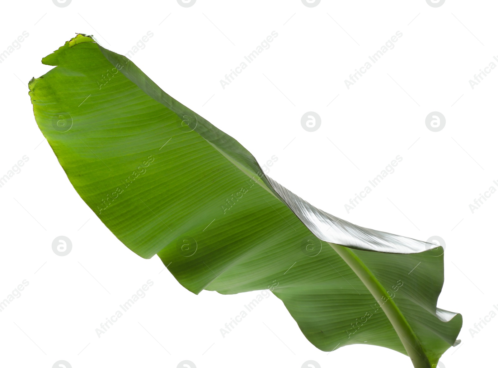 Photo of Fresh green banana tree leaf isolated on white