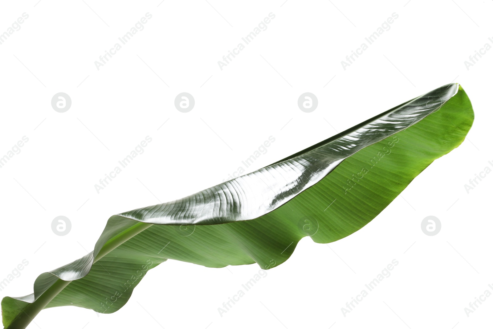 Photo of Fresh green banana tree leaf isolated on white