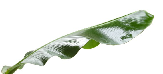 Photo of Fresh green banana tree leaf isolated on white