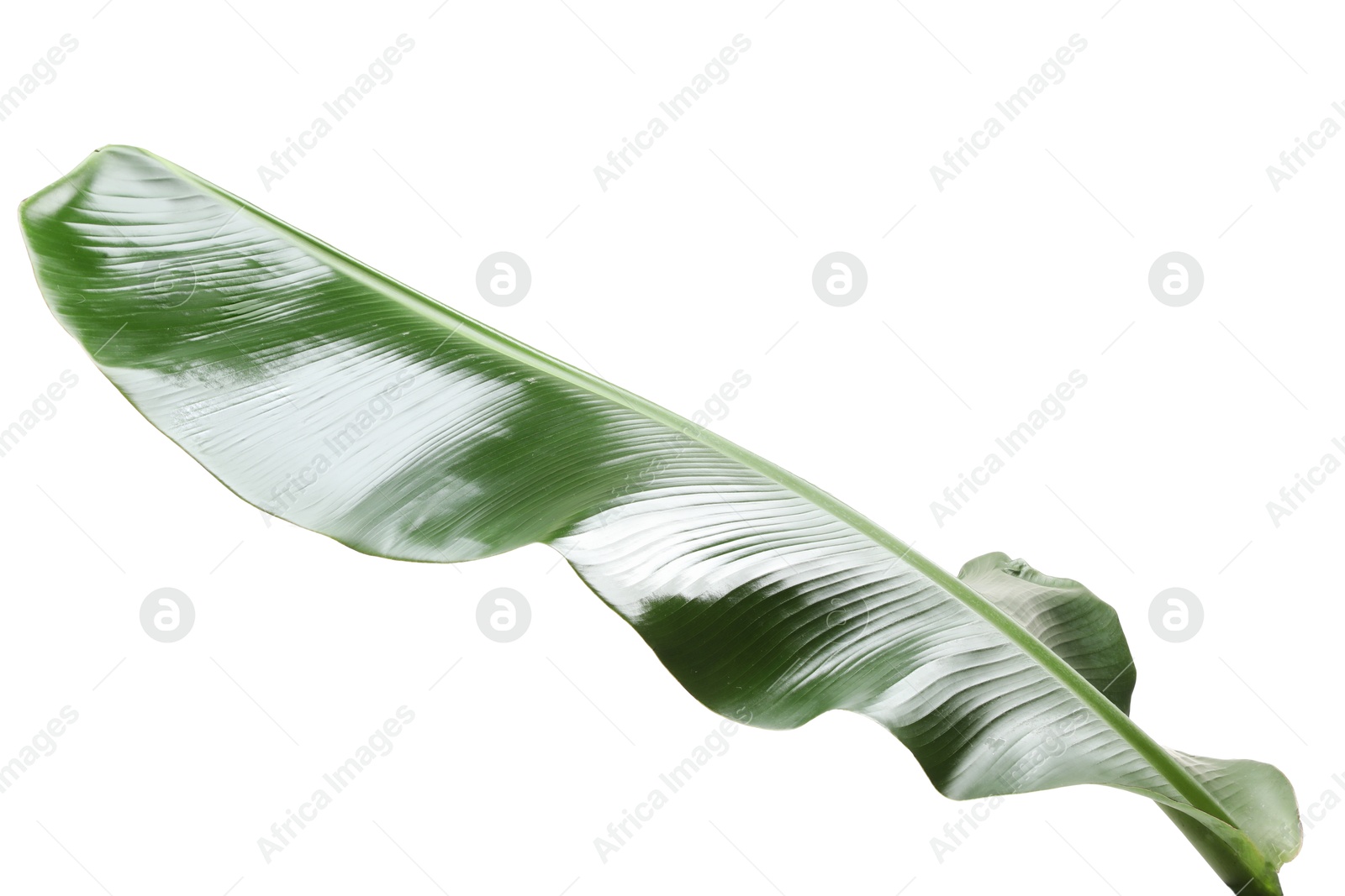 Photo of Fresh green banana tree leaf isolated on white