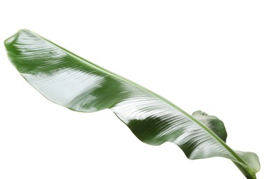 Photo of Fresh green banana tree leaf isolated on white