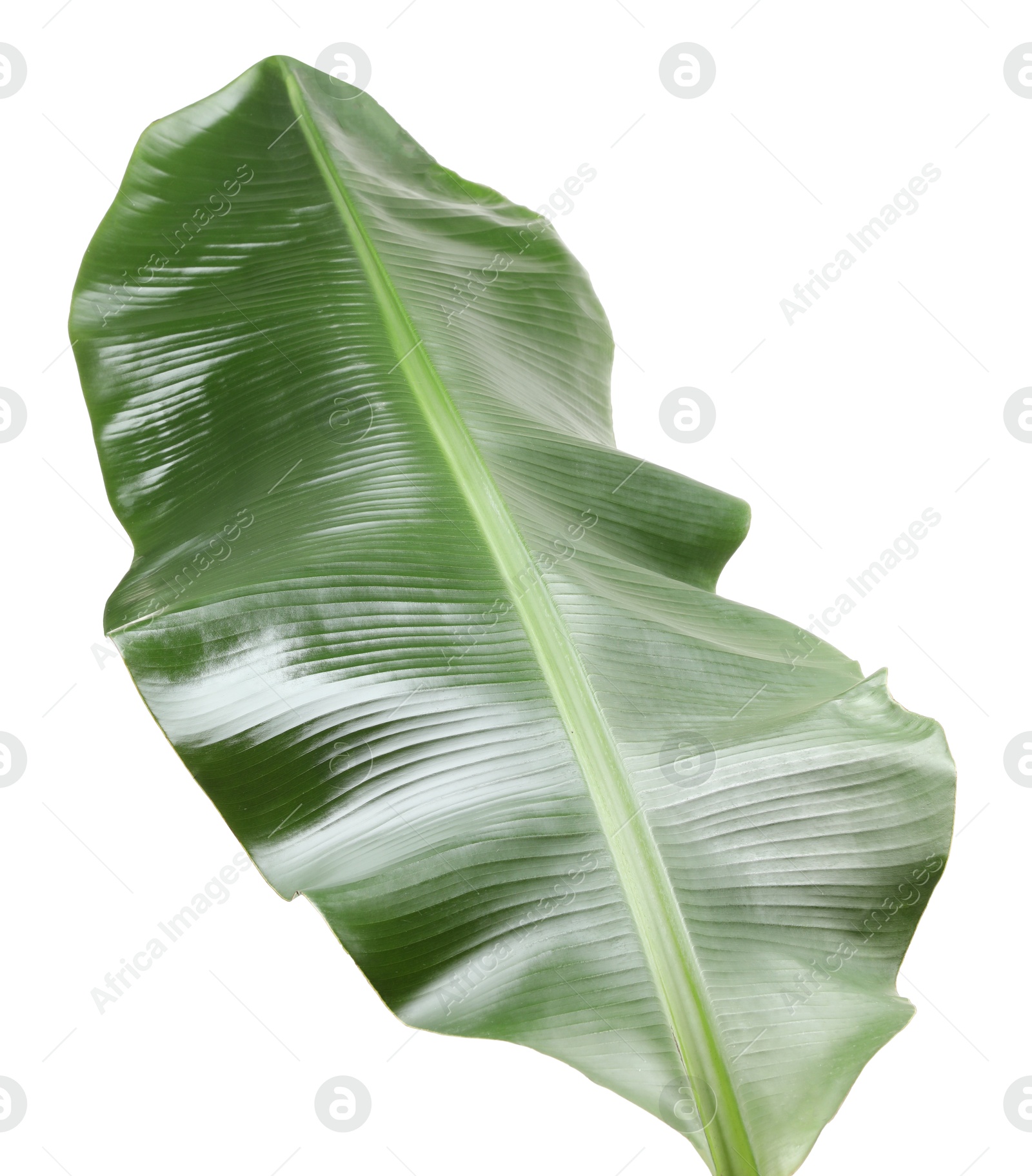 Photo of Fresh green banana tree leaf isolated on white