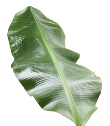 Fresh green banana tree leaf isolated on white