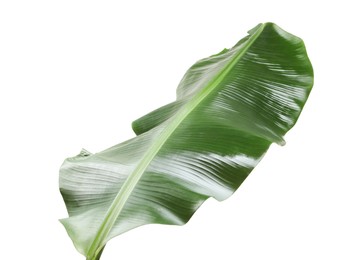 Fresh green banana tree leaf isolated on white