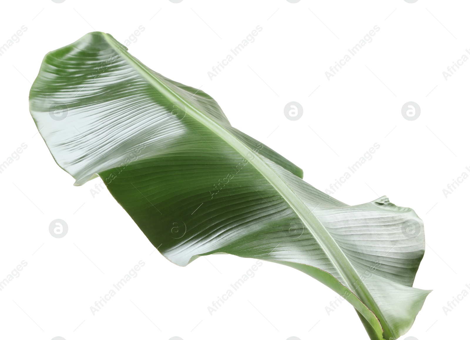 Photo of Fresh green banana tree leaf isolated on white