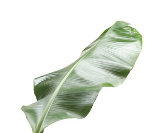 Photo of Fresh green banana tree leaf isolated on white