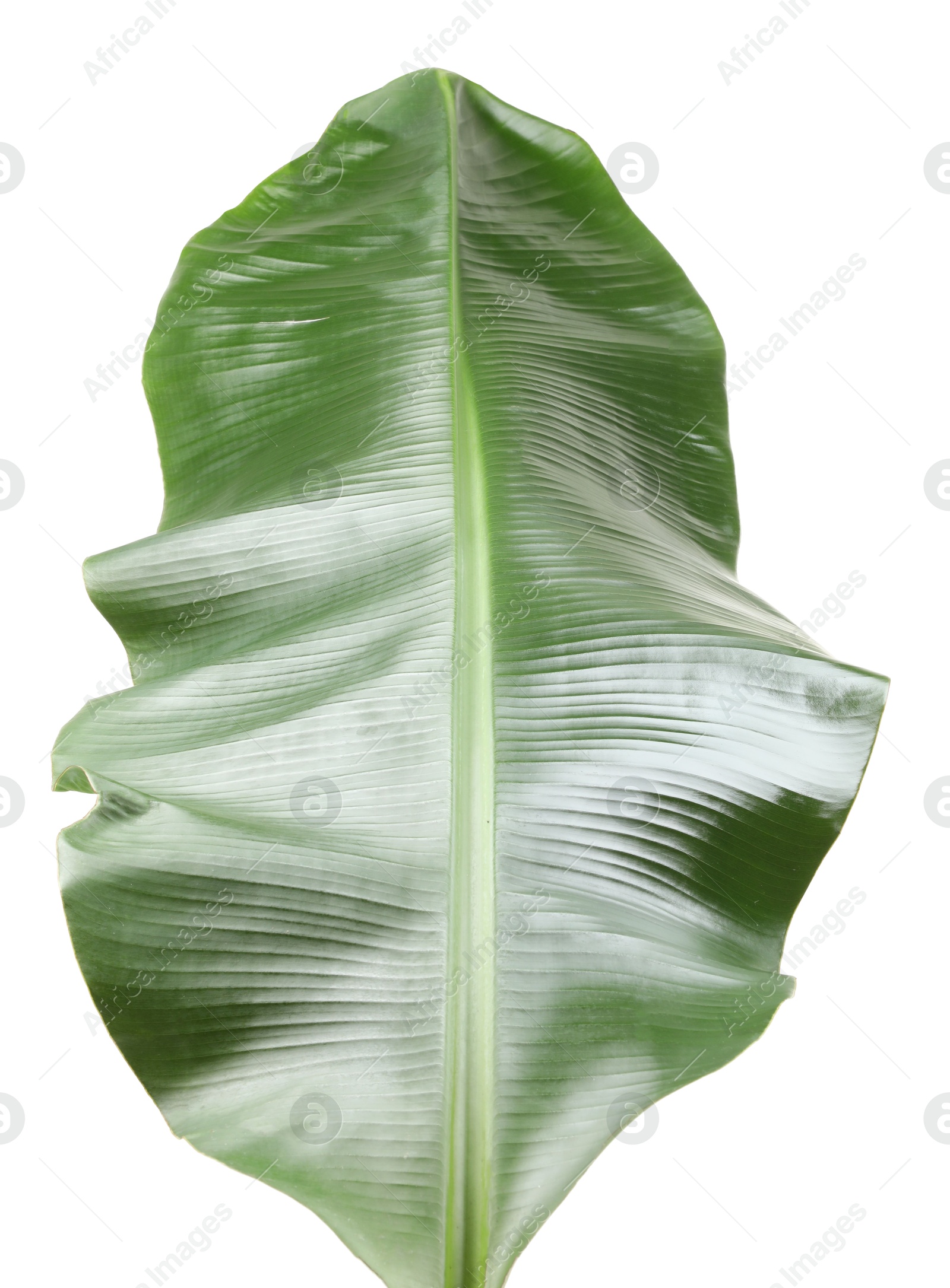 Photo of Fresh green banana tree leaf isolated on white