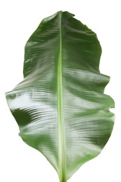 Fresh green banana tree leaf isolated on white