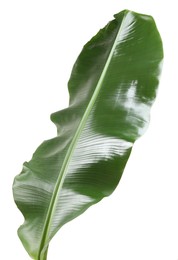 Photo of Fresh green banana tree leaf isolated on white