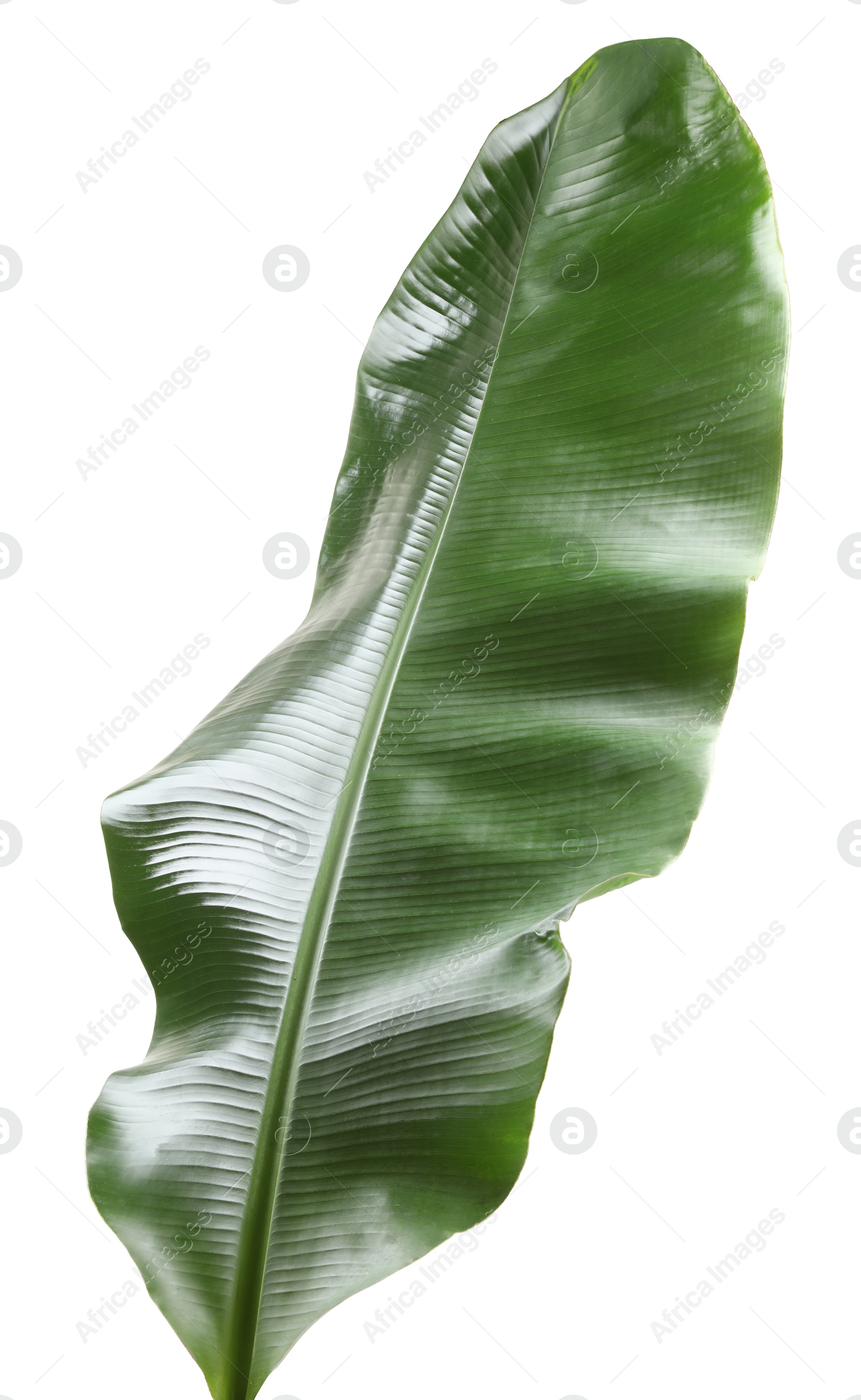 Photo of Fresh green banana tree leaf isolated on white