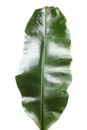 Photo of Fresh green banana tree leaf isolated on white