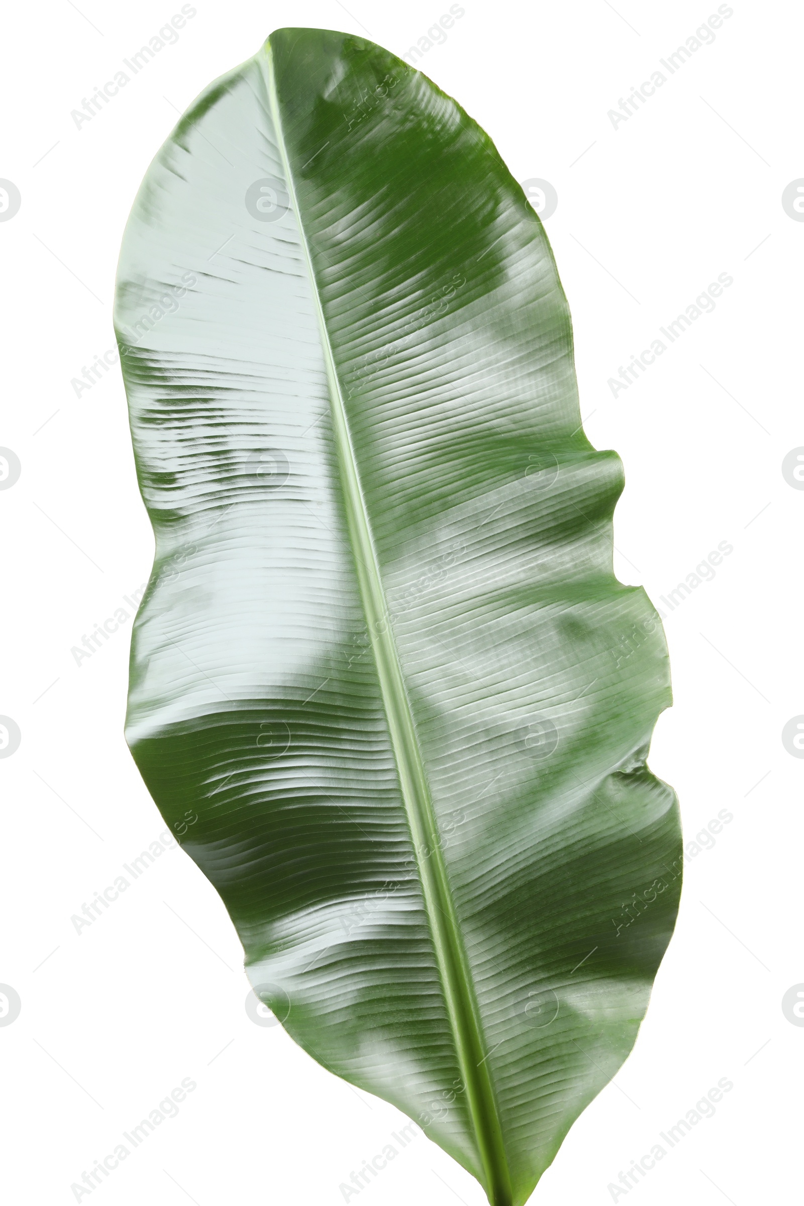 Photo of Fresh green banana tree leaf isolated on white