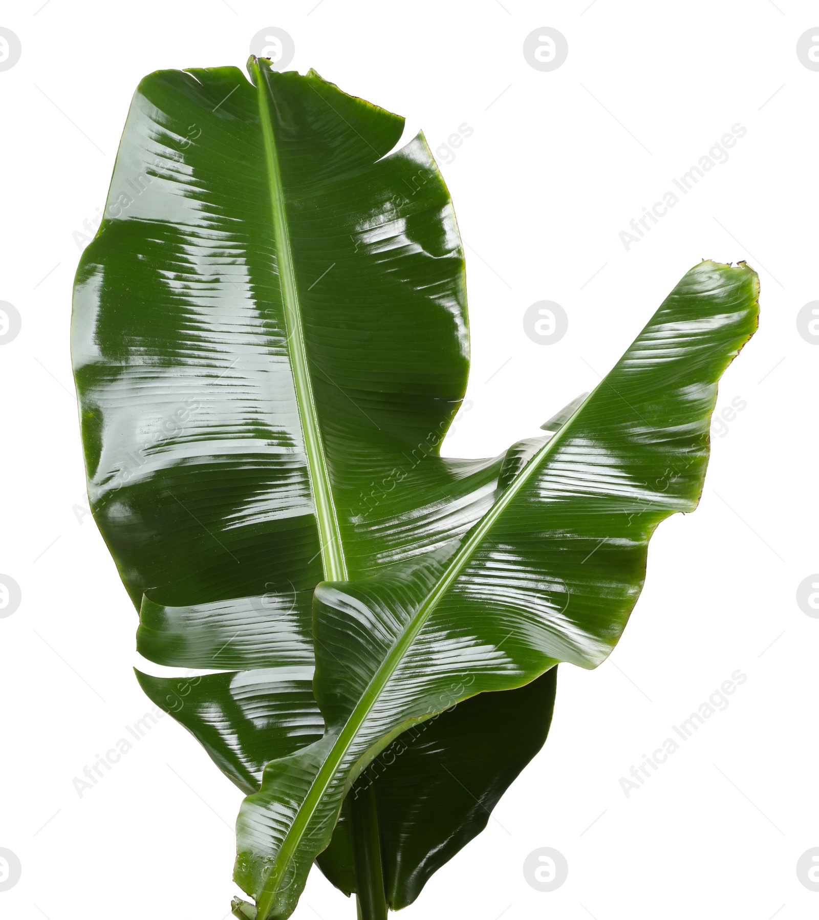 Photo of Fresh green banana tree leaves isolated on white