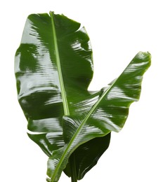 Fresh green banana tree leaves isolated on white