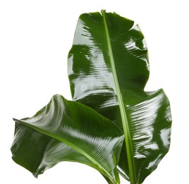 Photo of Fresh green banana tree leaves isolated on white