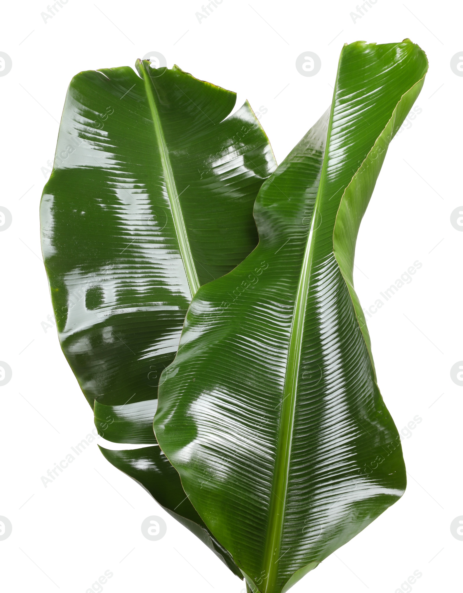 Photo of Fresh green banana tree leaves isolated on white