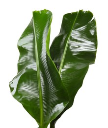 Photo of Fresh green banana tree leaves isolated on white