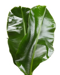 Fresh green banana tree leaves isolated on white