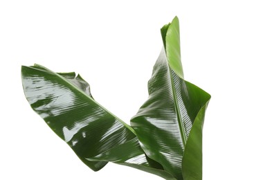 Photo of Fresh green banana tree leaves isolated on white