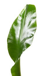 Photo of Fresh green banana tree leaf isolated on white