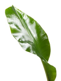 Photo of Fresh green banana tree leaf isolated on white