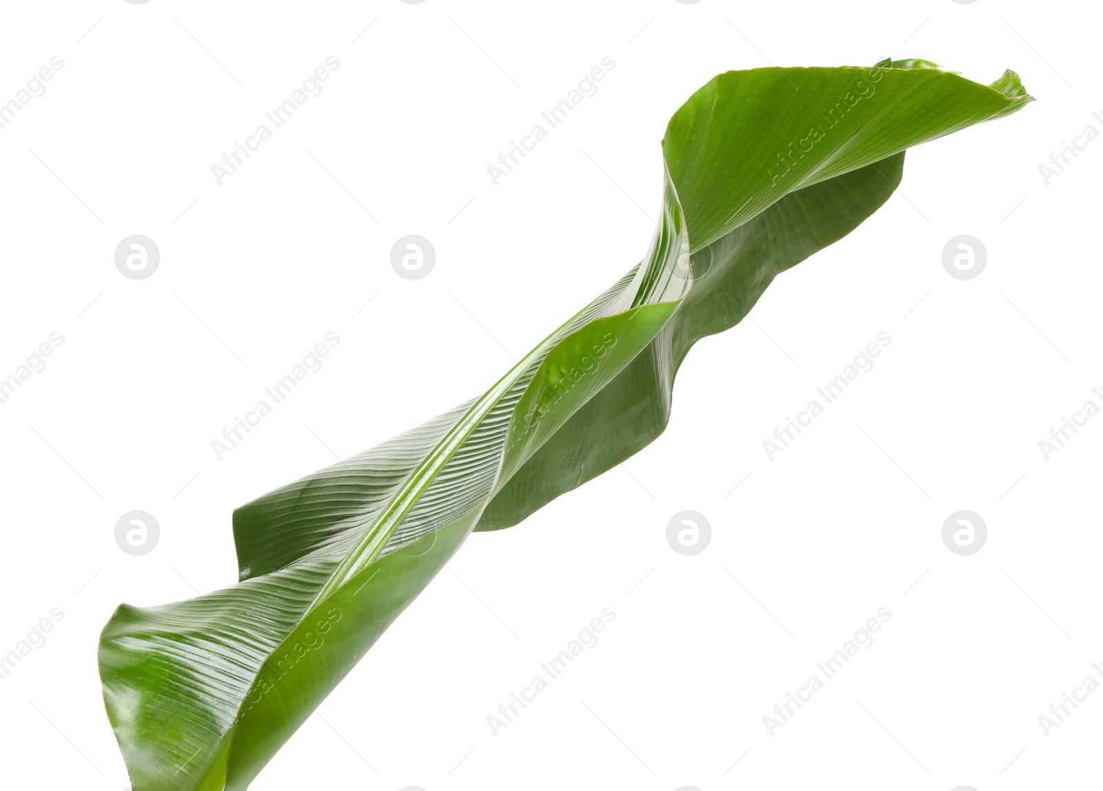 Photo of Fresh green banana tree leaf isolated on white