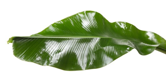 Fresh green banana tree leaf isolated on white