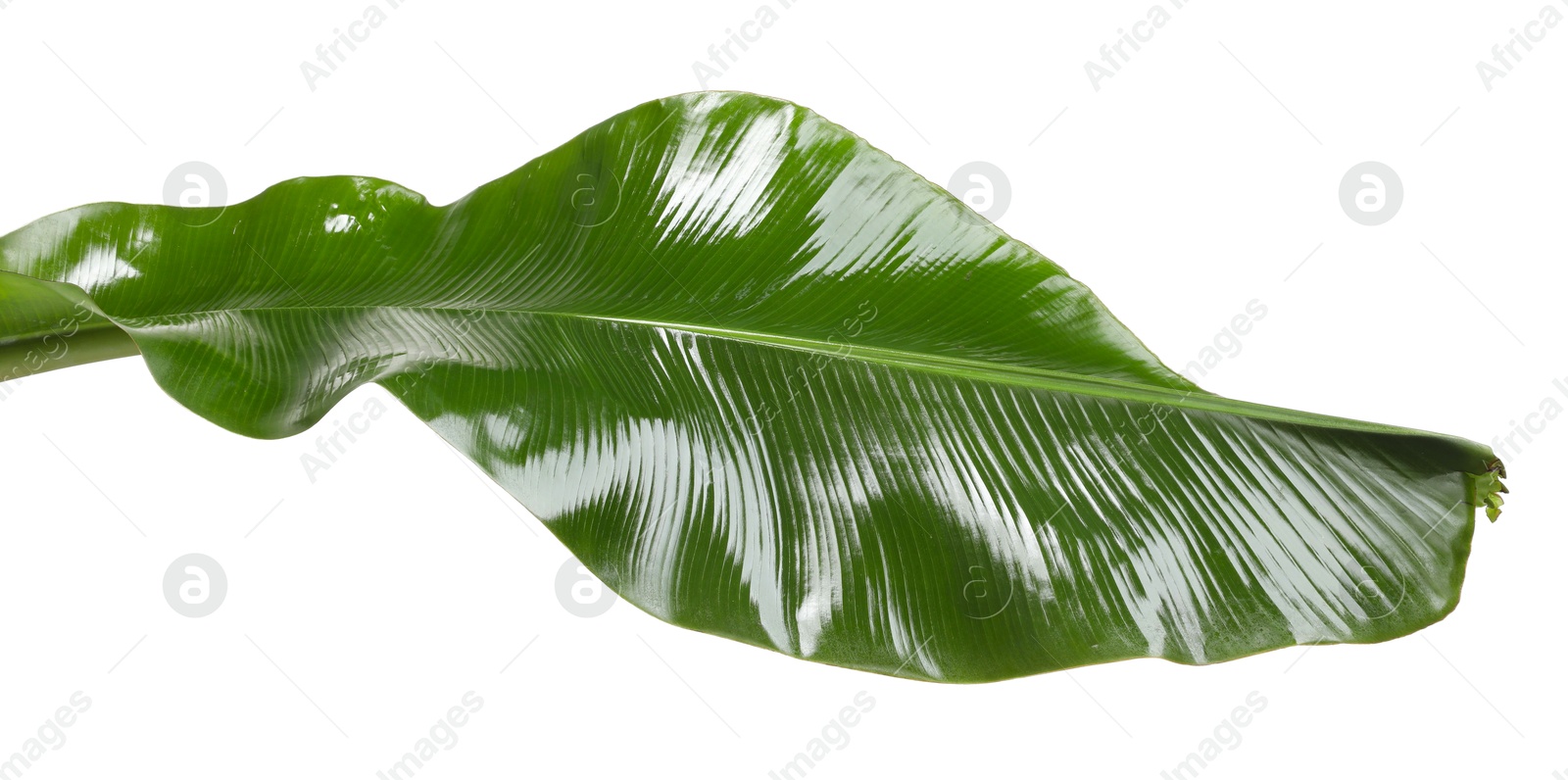 Photo of Fresh green banana tree leaf isolated on white