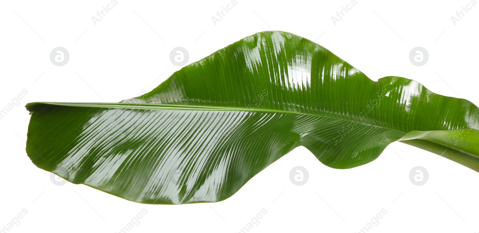 Photo of Fresh green banana tree leaf isolated on white