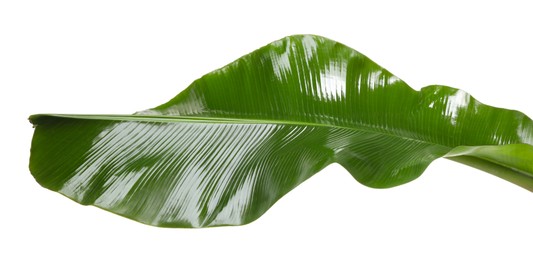 Fresh green banana tree leaf isolated on white