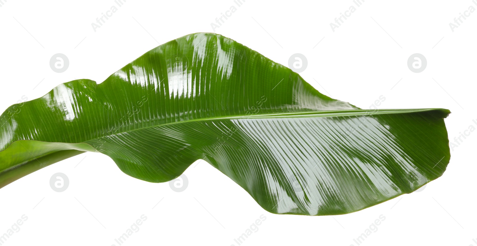 Photo of Fresh green banana tree leaf isolated on white